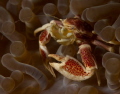   Porcelain Crab filtering away. away  